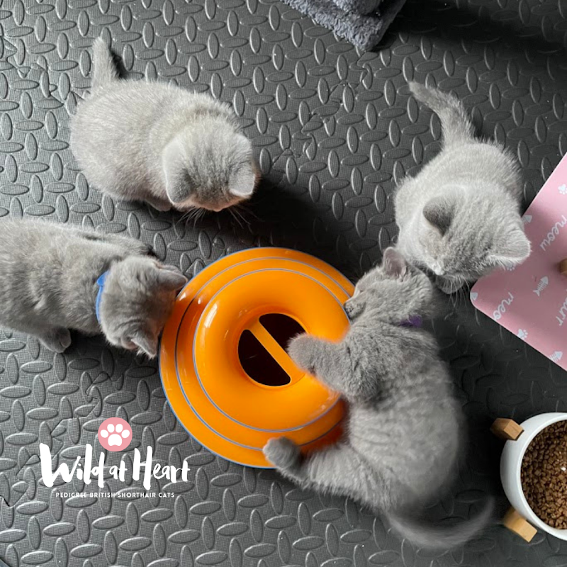 Wild At Heart British Shorthair Cats photo 1