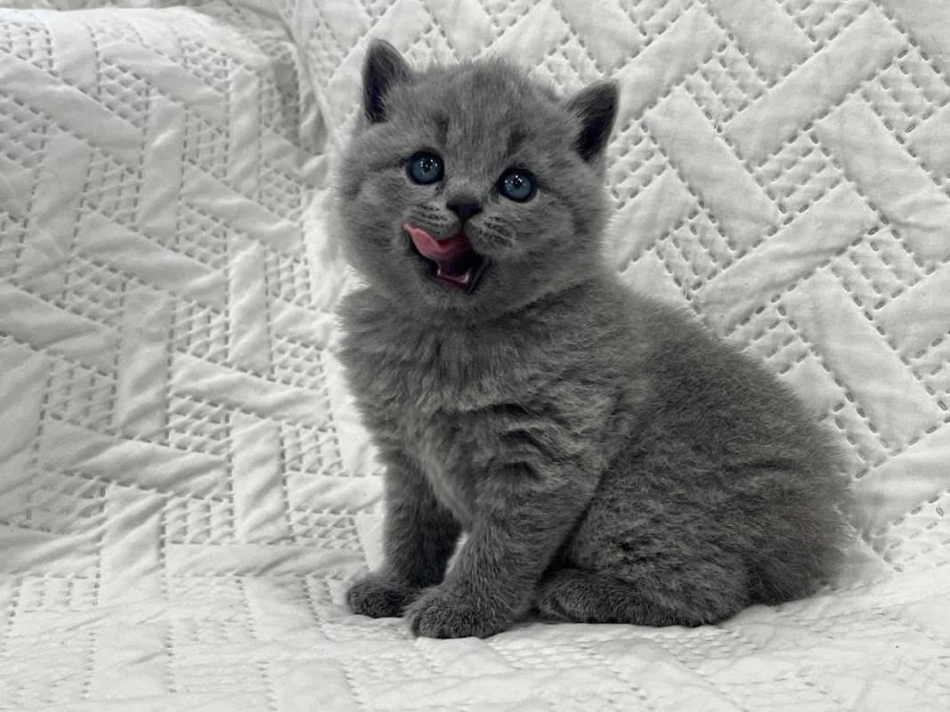 British Shorthair Kitten