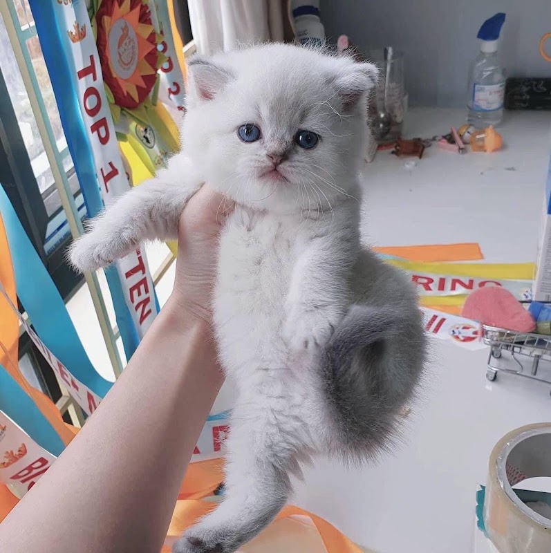 British Shorthair Kitten photo 2