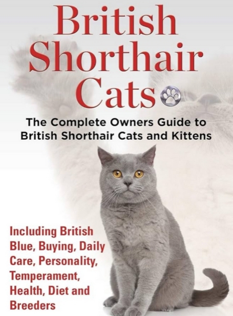 British Shorthair Kitten photo 3