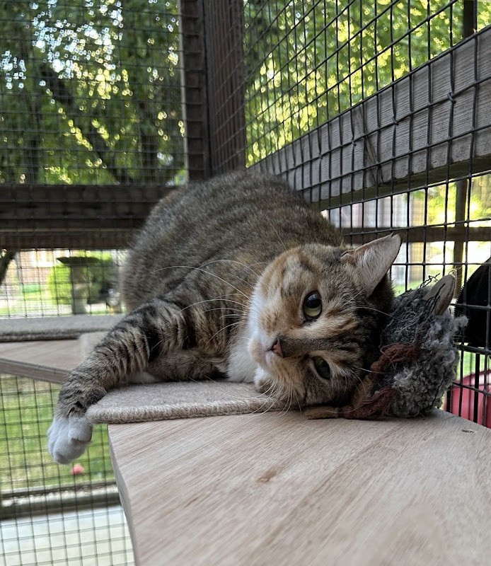 Nutwood Cattery photo 2