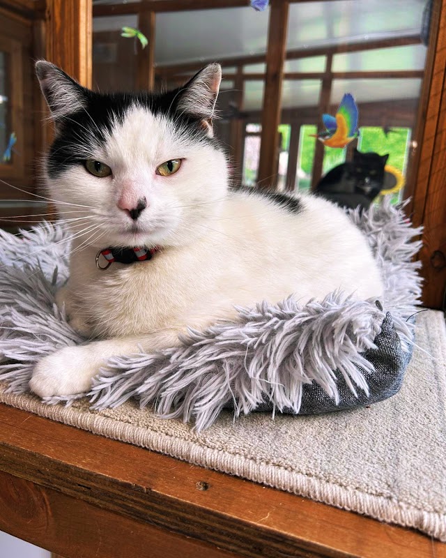 Nutwood Cattery photo 1