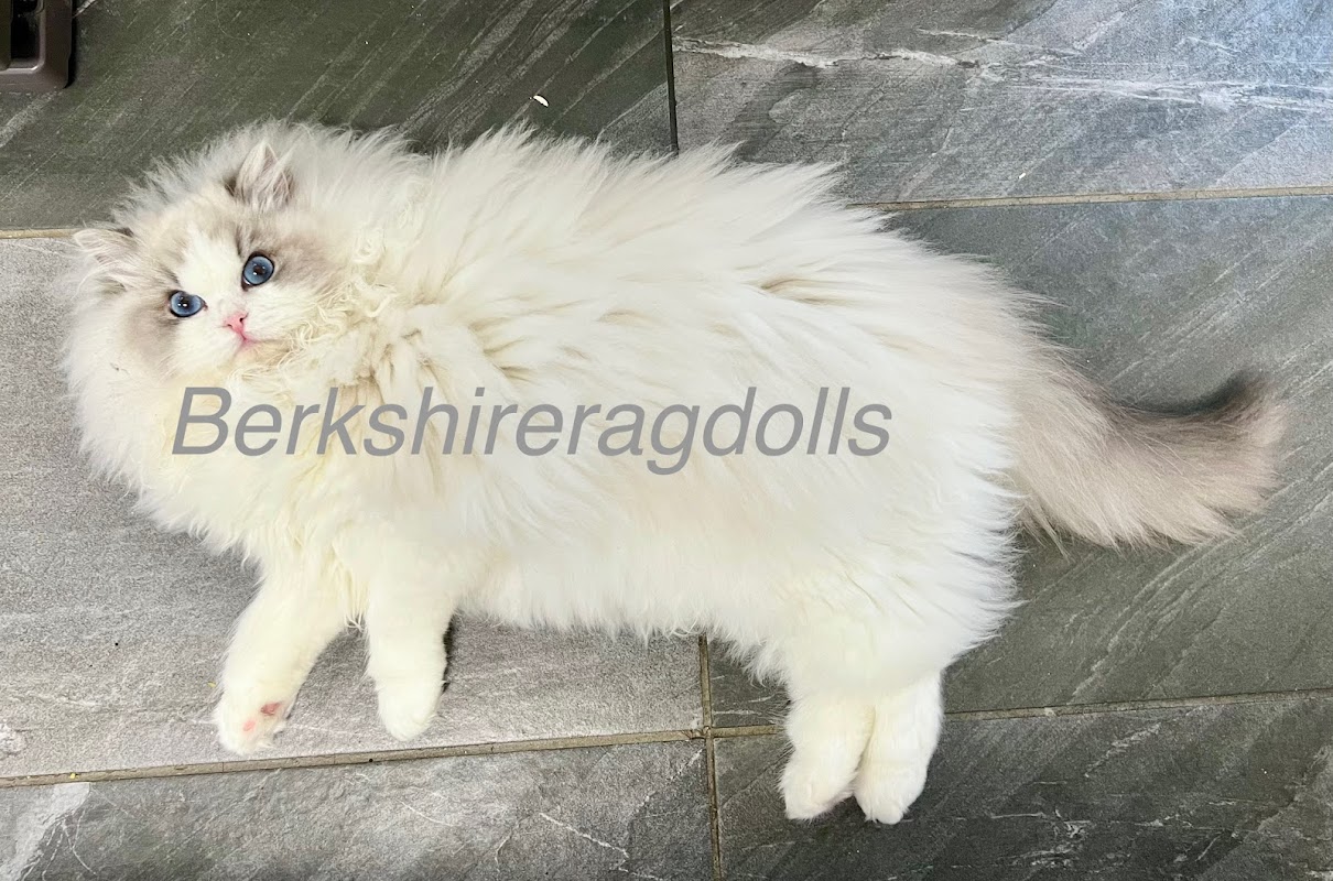 Berkshire Ragdolls photo 1