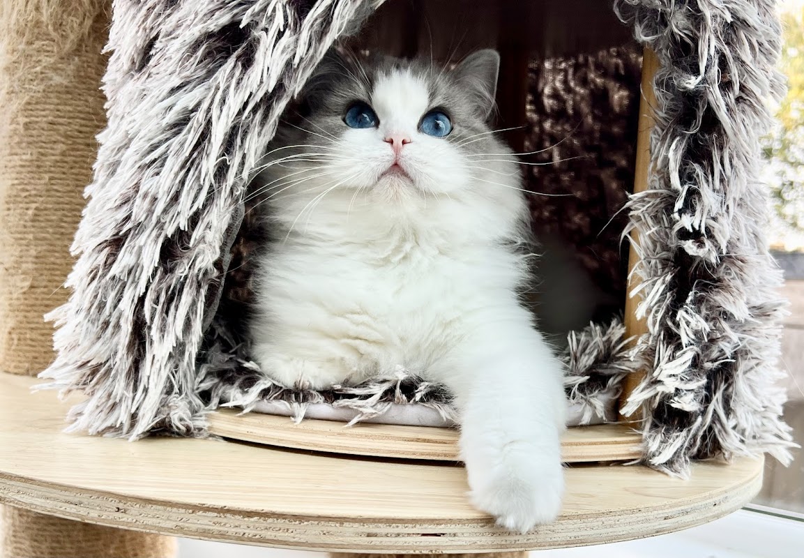 Berkshire Ragdolls photo 2