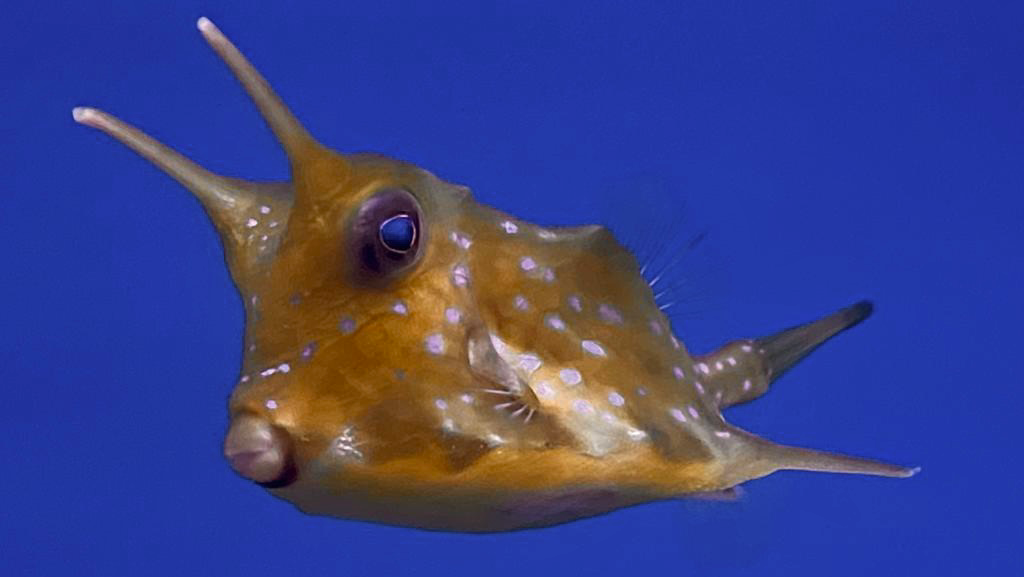 Advanced Aquarium Consultancy photo 2