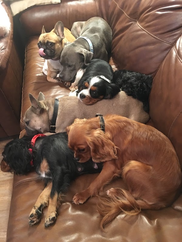 Perfect Pooches - Dog Breeders East Sussex — breeder photo