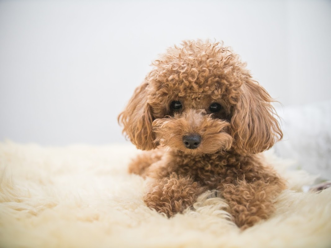 Perfect Pooches - Dog Breeders East Sussex photo 2