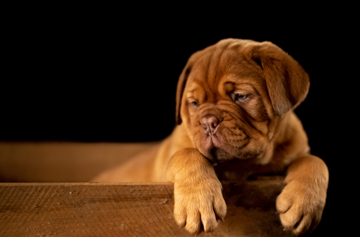Perfect Pooches - Dog Breeders East Sussex photo 3
