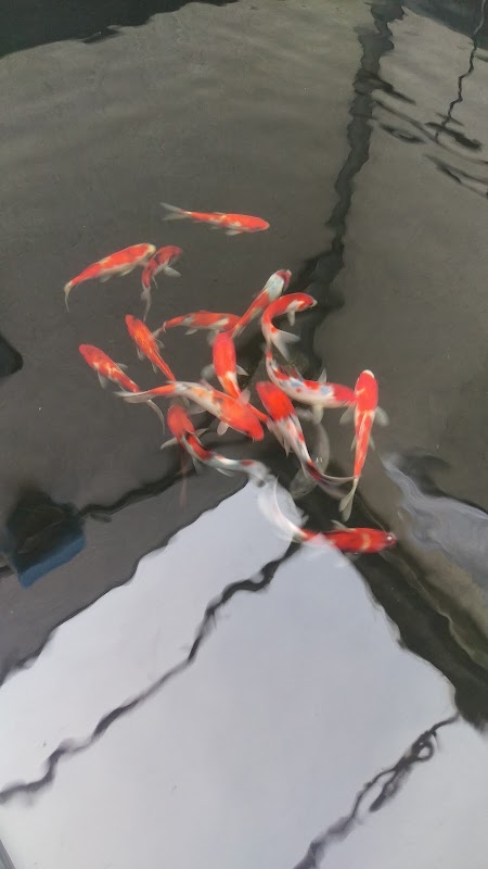 Koi Logic photo 2