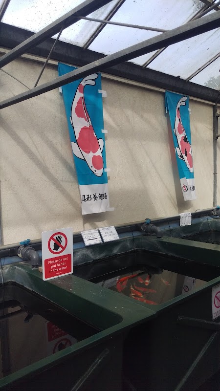 Koi Logic photo 3