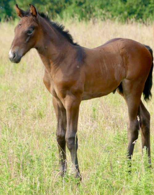 Glenbeigh Stud photo 1