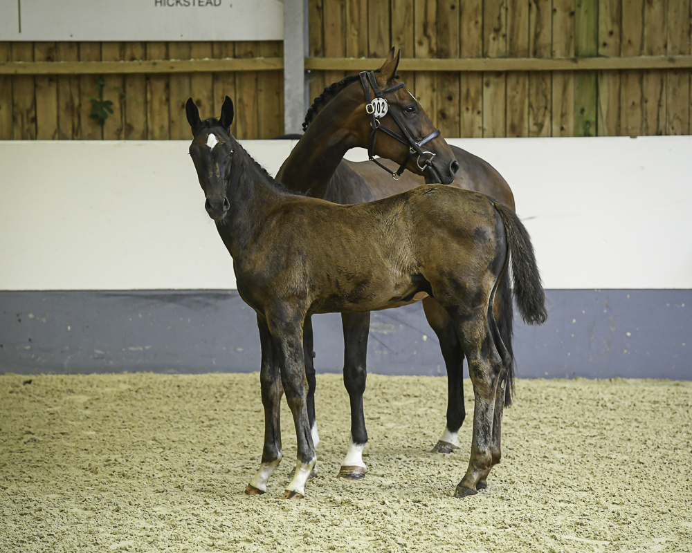 Glenbeigh Stud photo 2