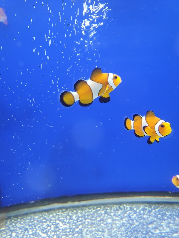 The Aquarium Collective photo 3