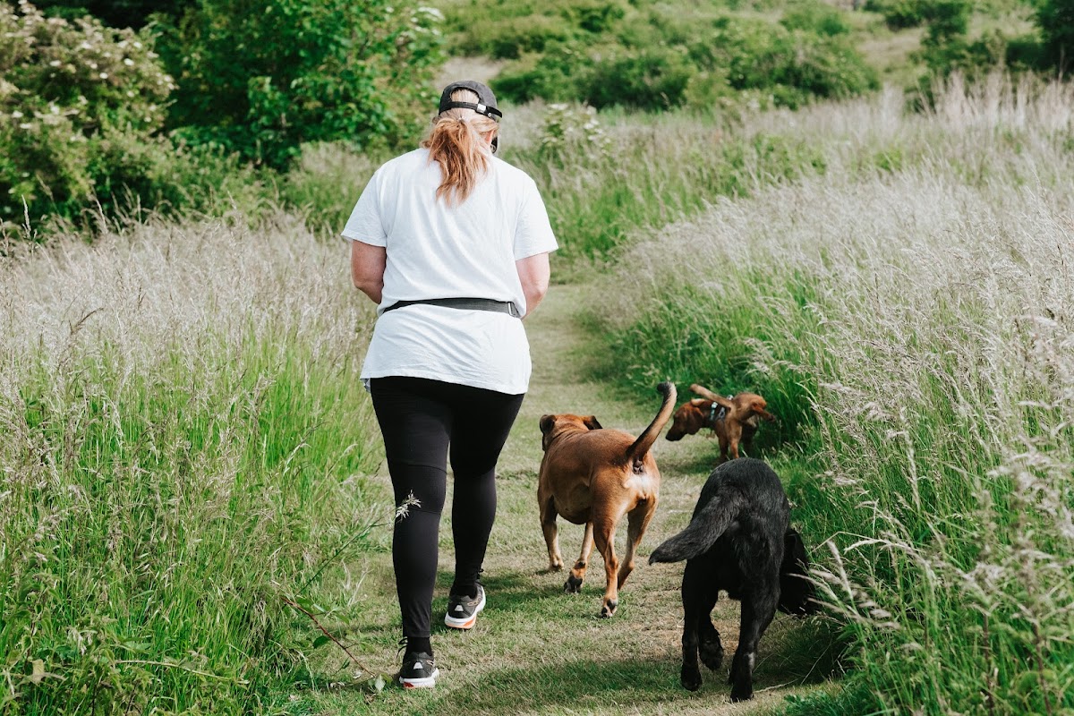 Happy Dogs Shoreham photo 3