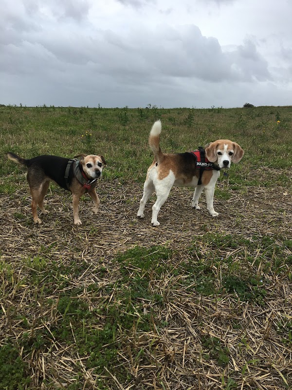 Happy Dogs Shoreham photo 2