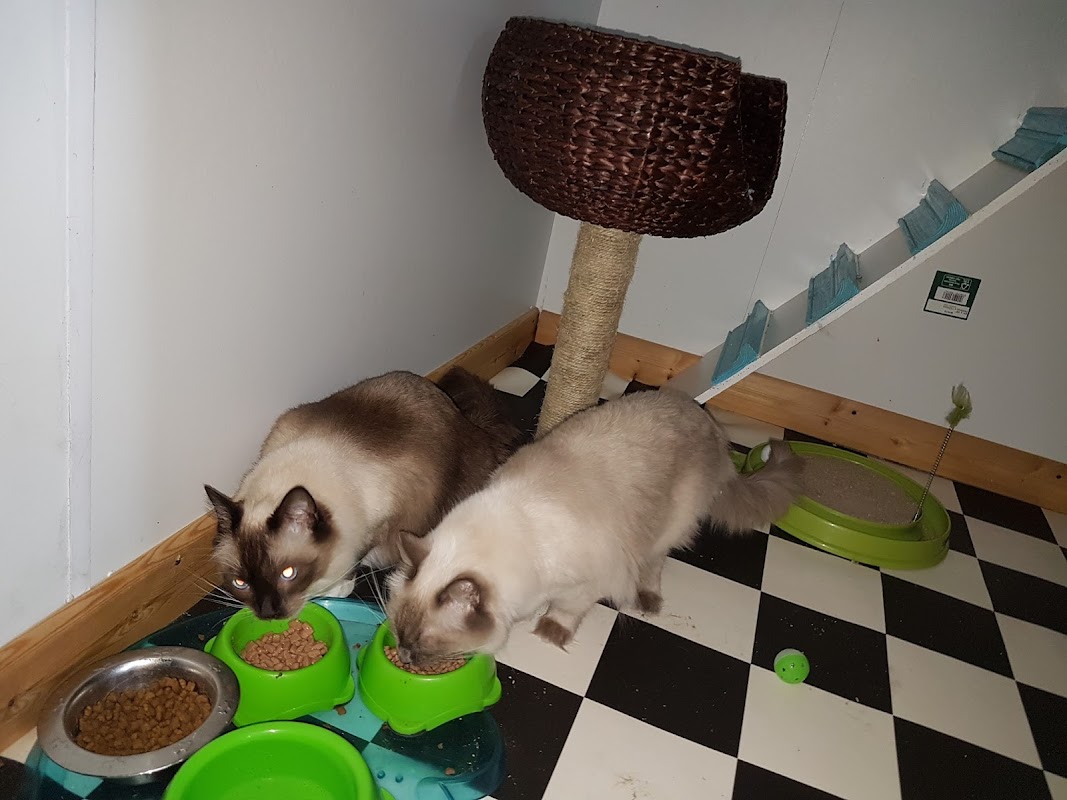 Cloverfield Cattery