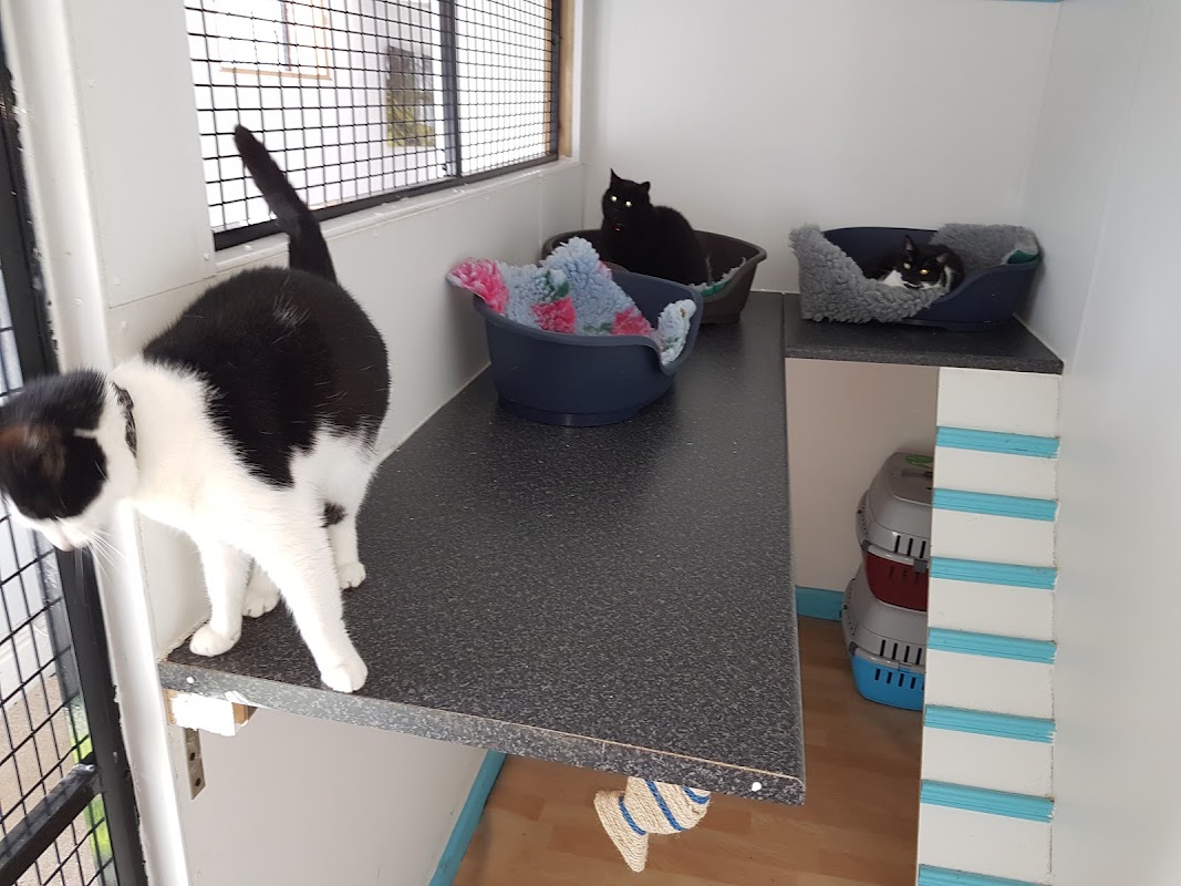 Cloverfield Cattery photo 1