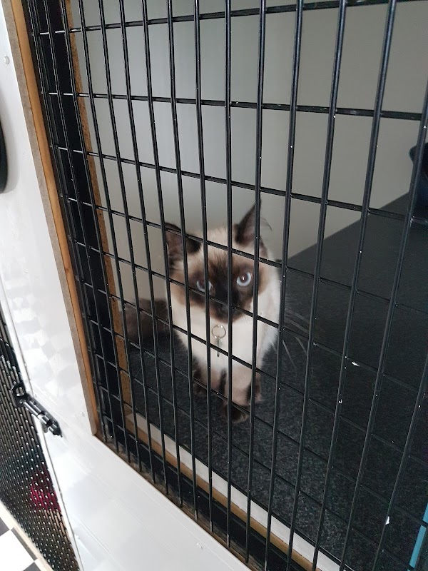 Cloverfield Cattery photo 3