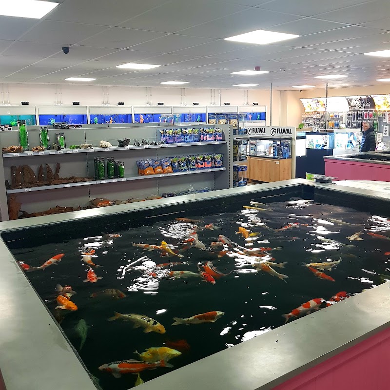 Complete Koi & Aquatics photo 1