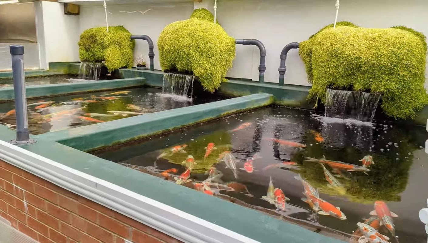 Koi Hut photo 2