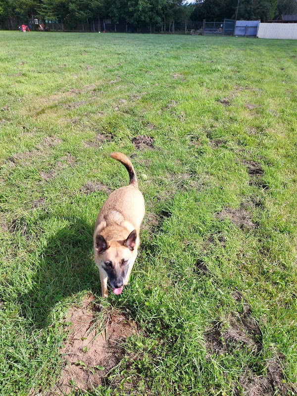 HalesGarth Kennels photo 1