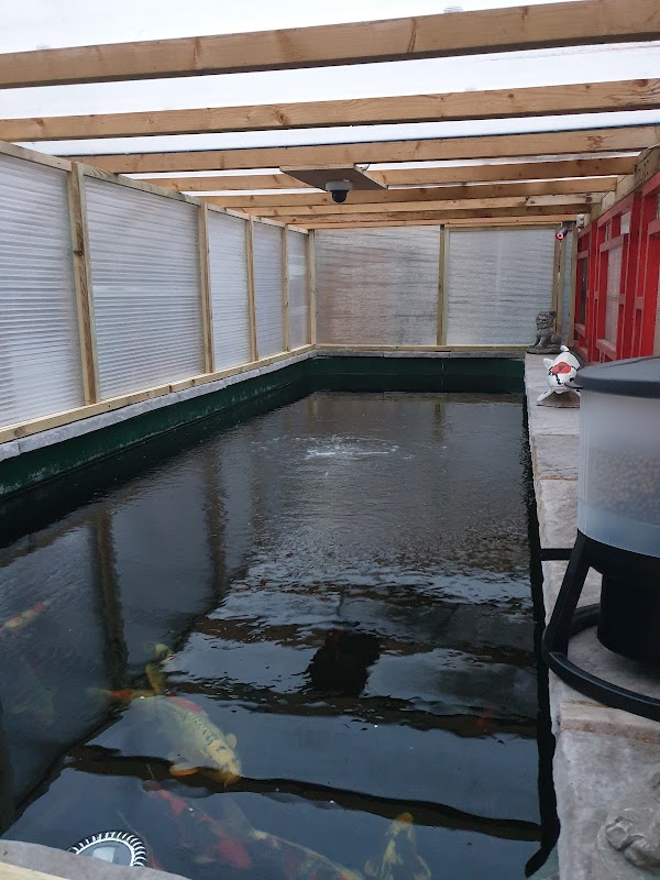 koi krazy ( specialising in japanese koi, tamasaba ) appointments only.
