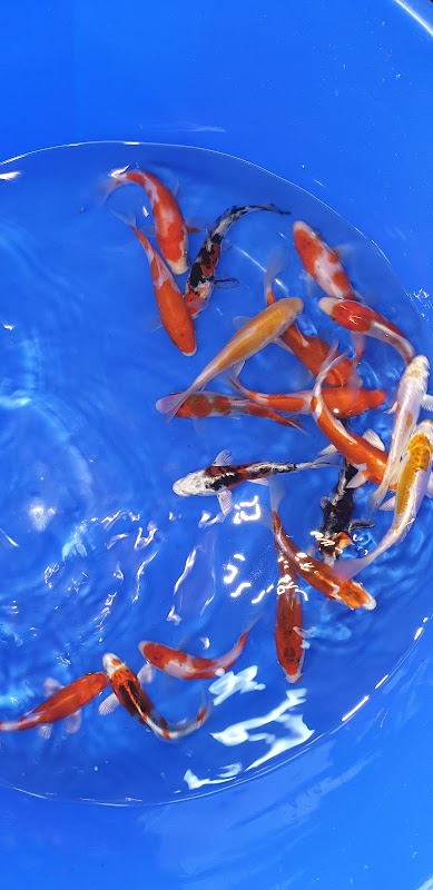 koi krazy ( specialising in japanese koi, tamasaba ) appointments only. photo 1