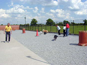 Park Lane Kennels photo 2