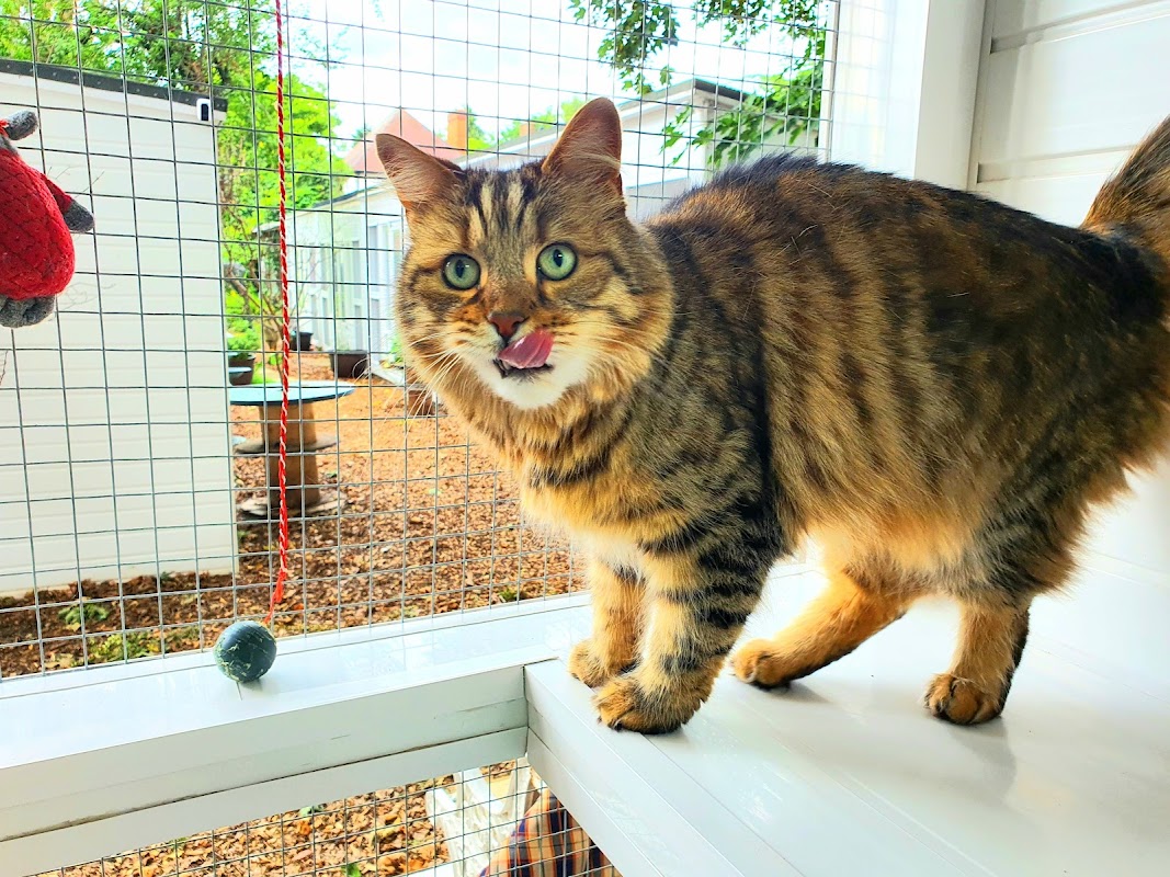 Village Garden Cattery photo 2