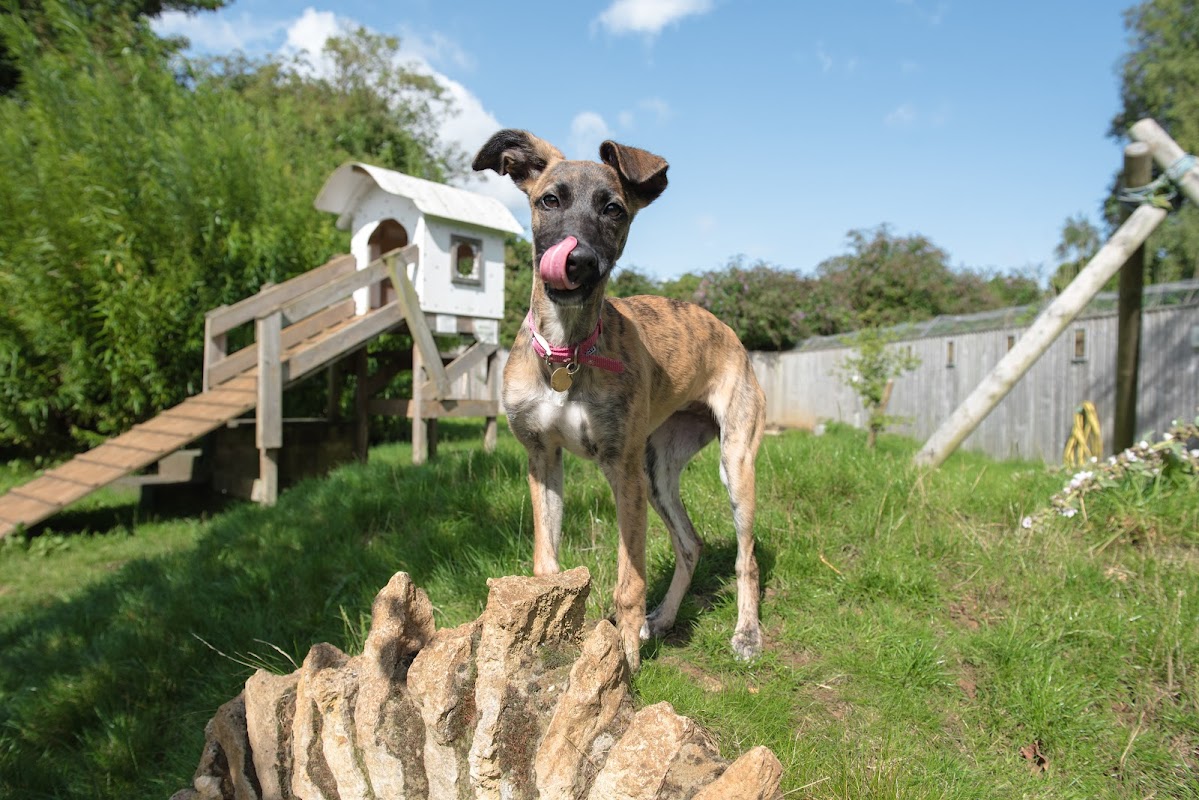 Bath Cats & Dogs Home photo 2