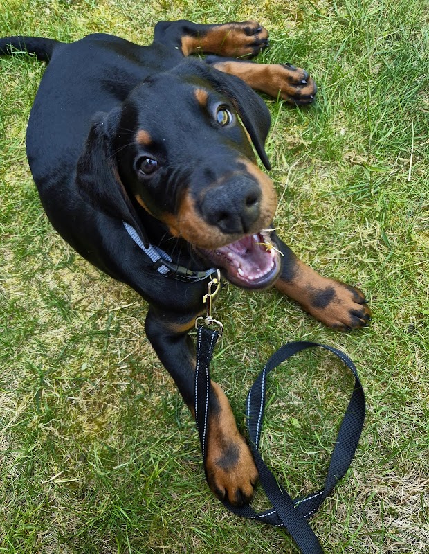 Derboss Dobermanns photo 1
