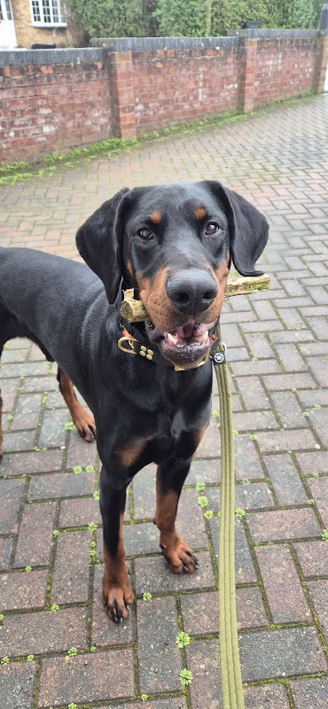 Derboss Dobermanns photo 2
