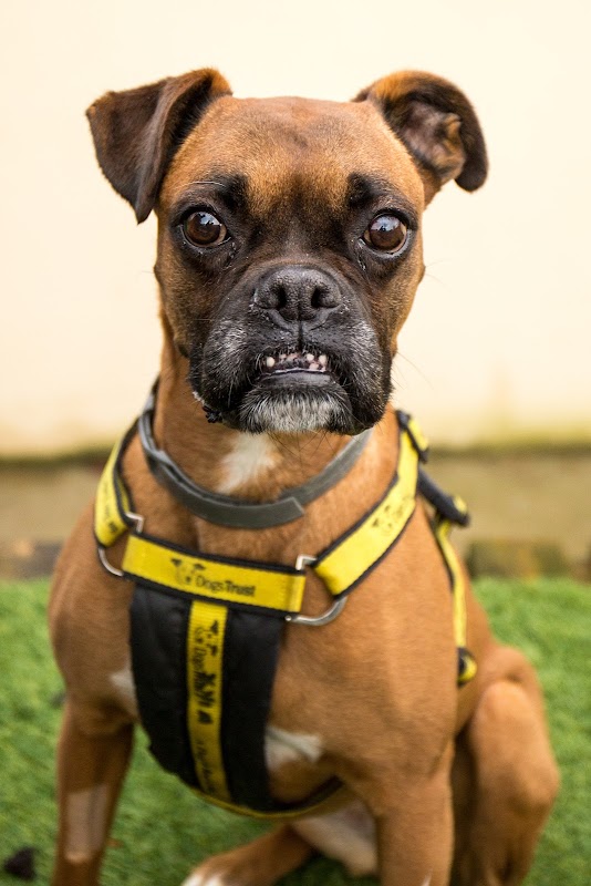 Dogs Trust Ireland photo 2