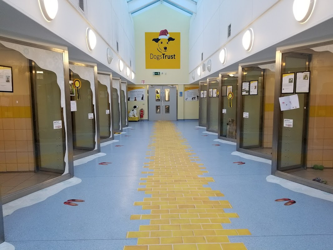Dogs Trust Ireland photo 3