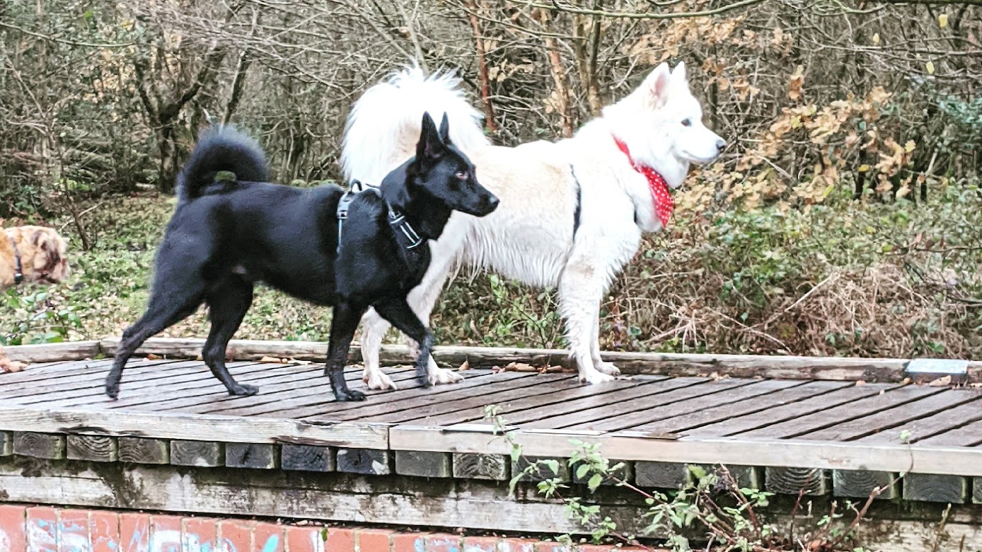May's Den Doggies — breeder photo