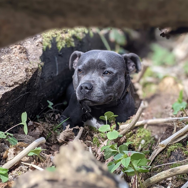 May's Den Doggies photo 2