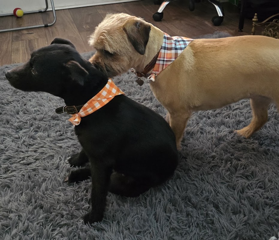 May's Den Doggies photo 1