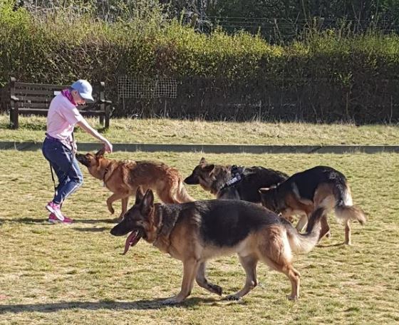British Association for German Shepherd Dogs, Reigate photo 3