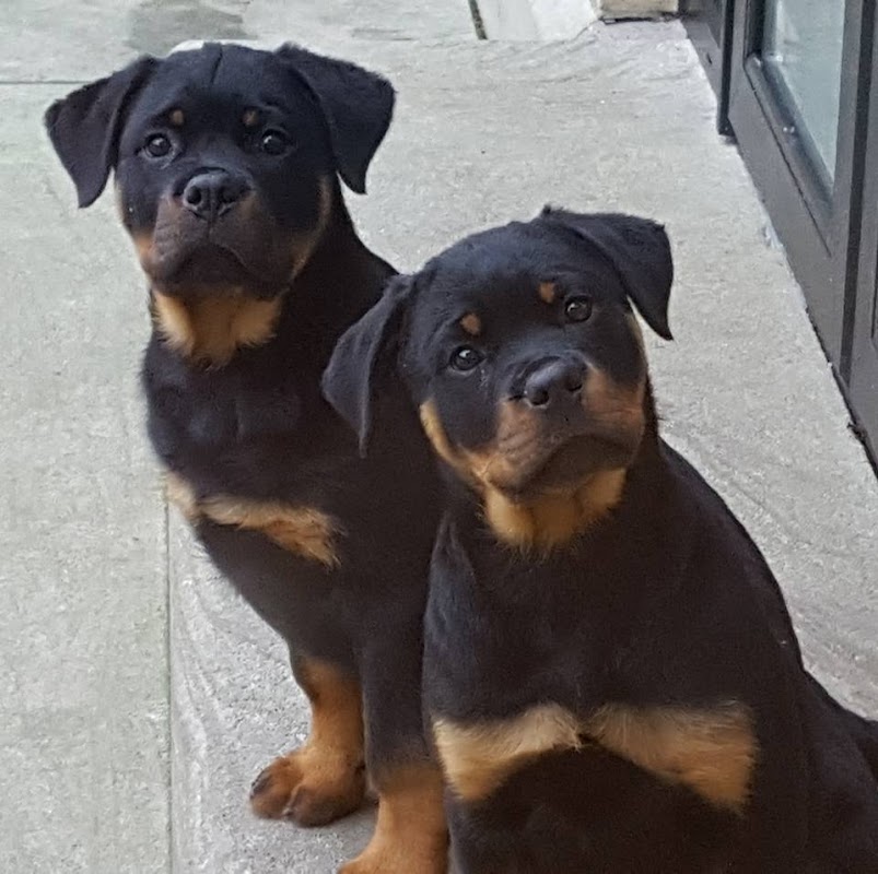 Alldenria Rottweilers