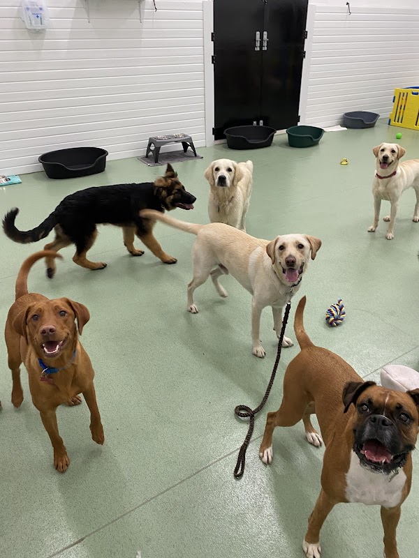 Noahs Ark Dog Day School - Was Oakwood