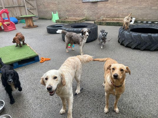 Noahs Ark Dog Day School - Was Oakwood photo 1