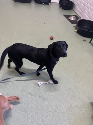 Noahs Ark Dog Day School - Was Oakwood photo 3