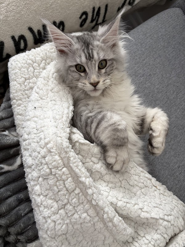 Boshi Maine Coons