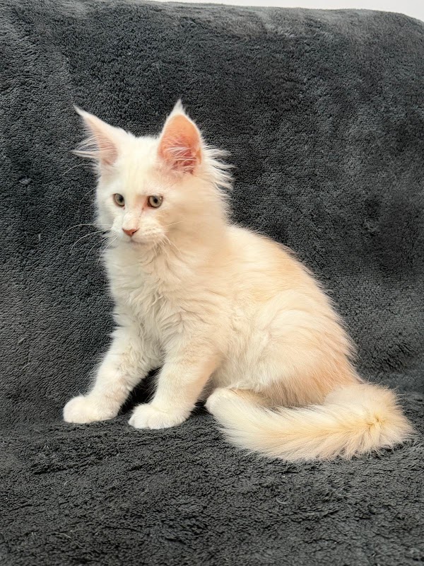 Boshi Maine Coons photo 3