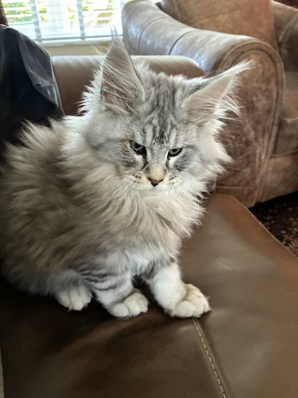Boshi Maine Coons photo 2