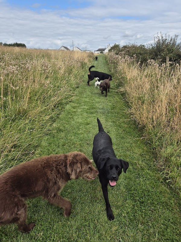 Andersons Luxury Kennels