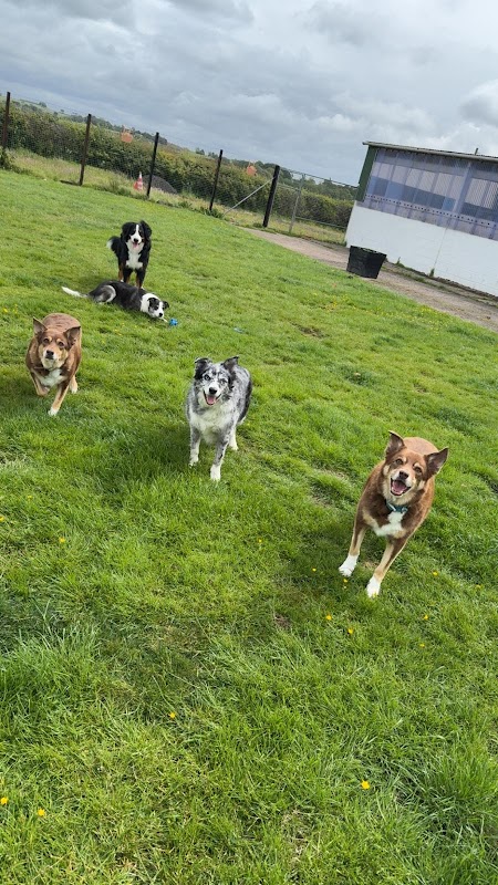 Andersons Luxury Kennels photo 2