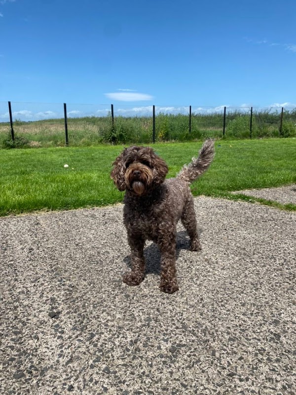 Andersons Luxury Kennels photo 3