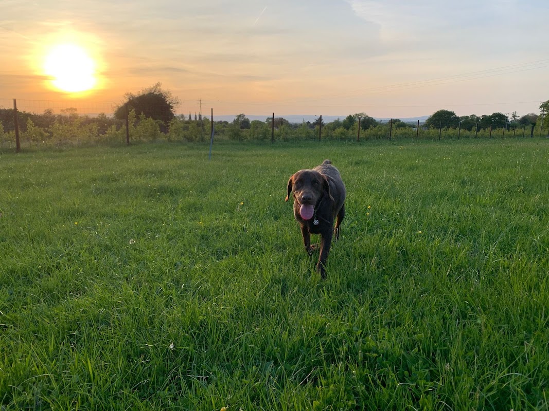 Ham Farm Kennels