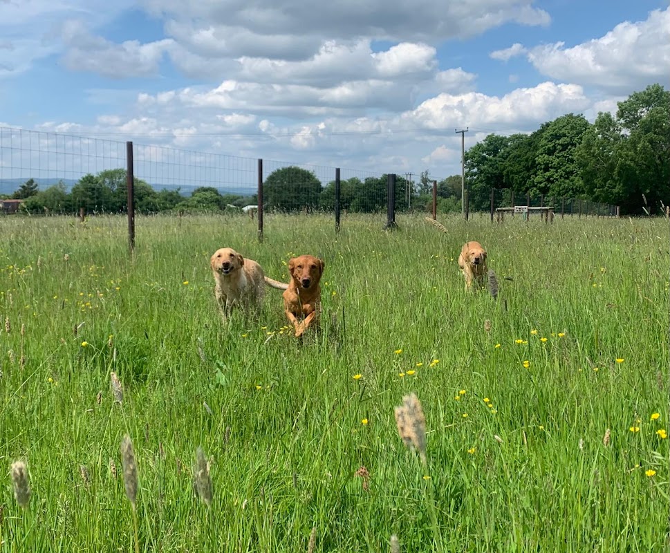 Ham Farm Kennels photo 2